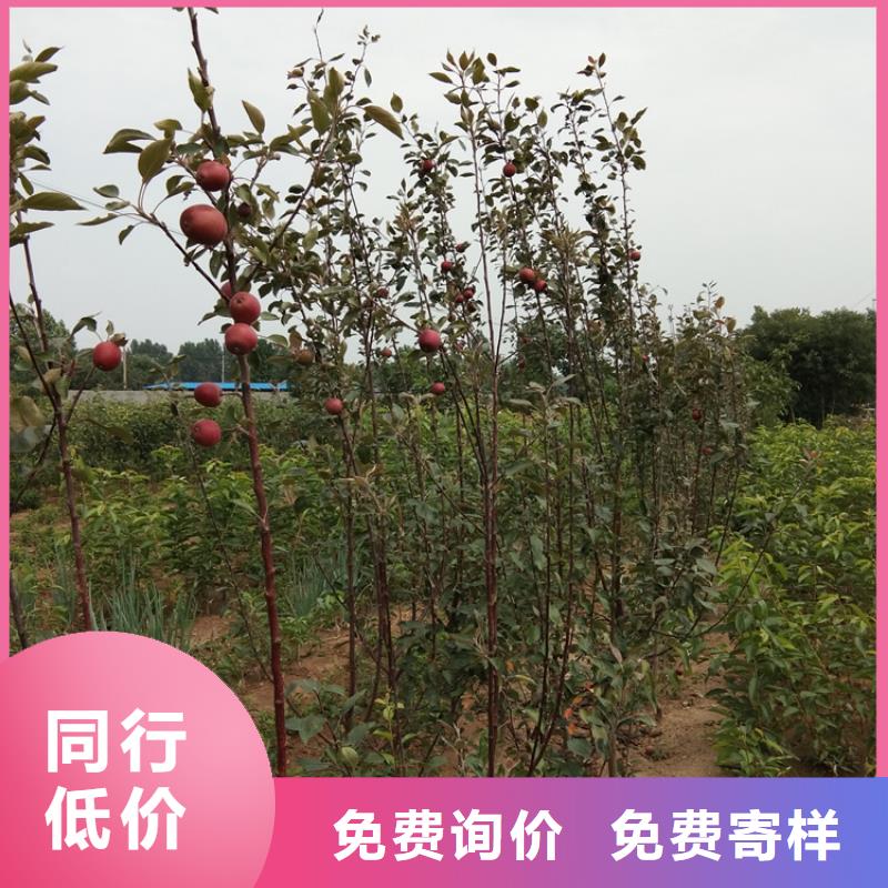 苹果桃树苗卓越品质保障