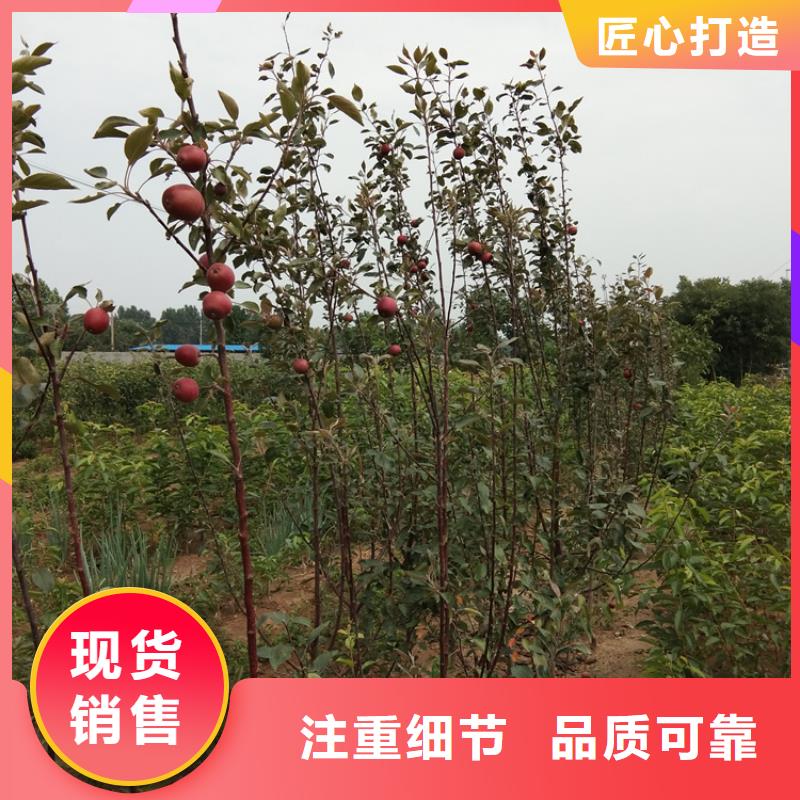 蘋果蘋果苗從源頭保證品質(zhì)