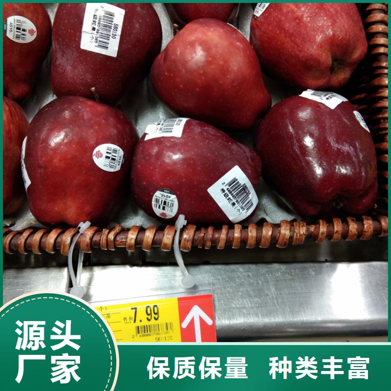 蘋果桃樹苗產(chǎn)地貨源