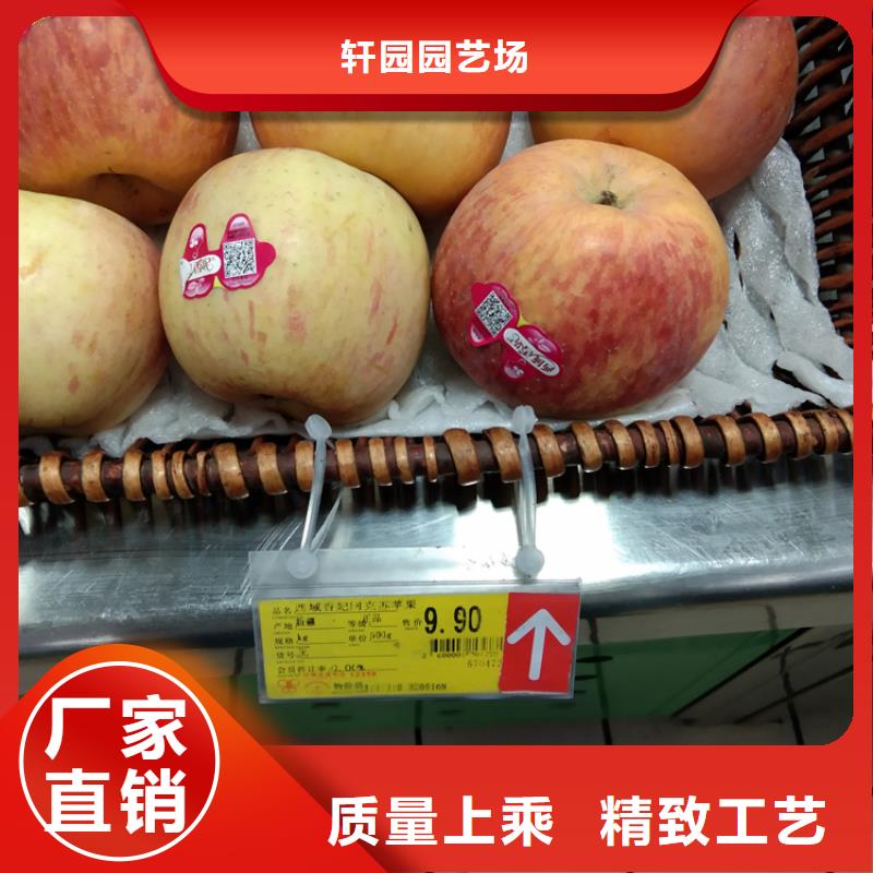 苹果樱桃苗品类齐全