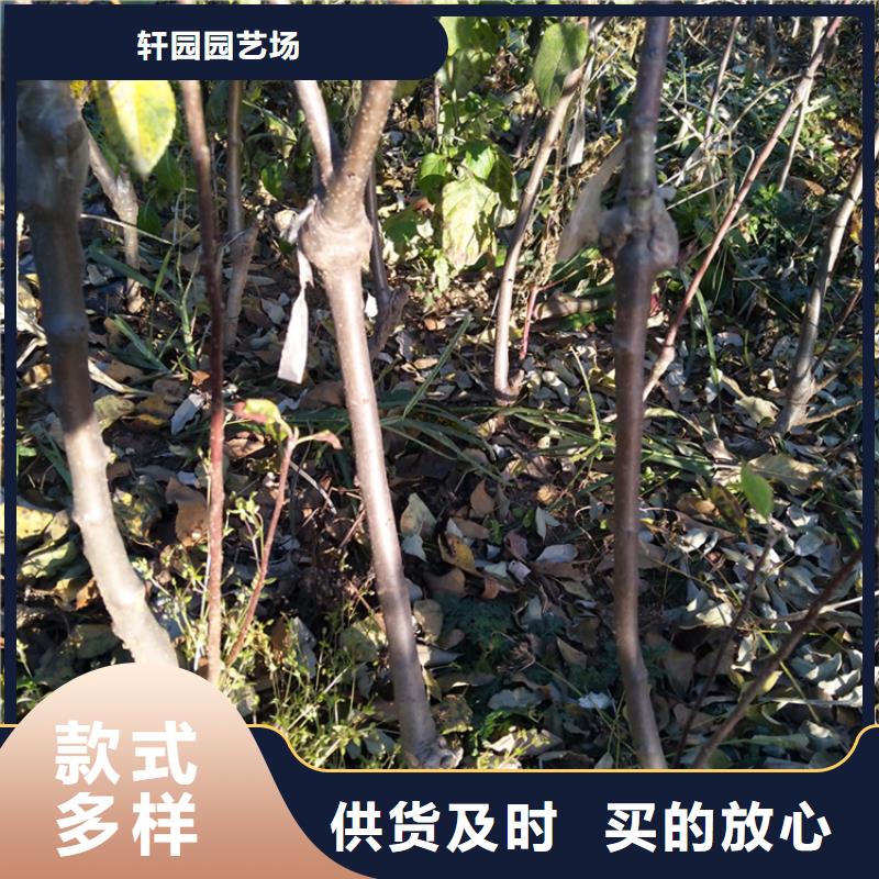 苹果桃树苗定制批发