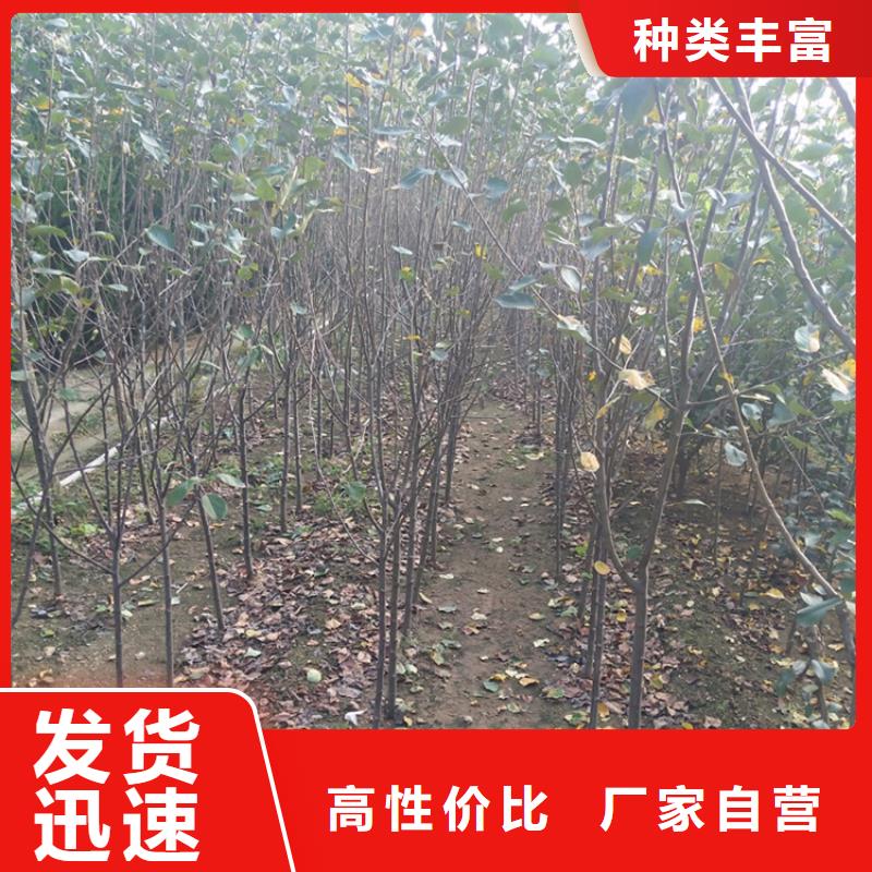 苹果,葡萄苗做工精细