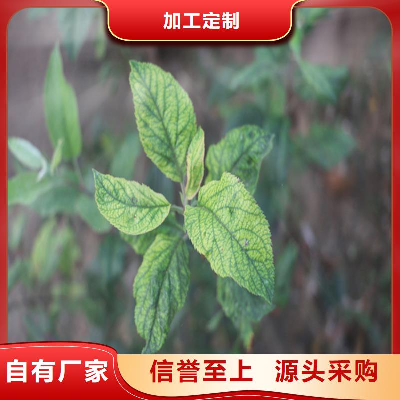 蘋果,櫻桃苗服務(wù)周到