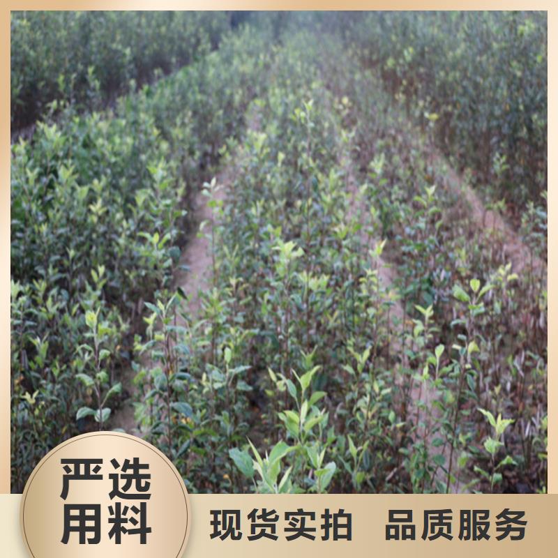 蘋果蘋果苗從源頭保證品質(zhì)