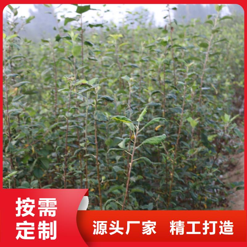 蘋果蘋果苗從源頭保證品質(zhì)
