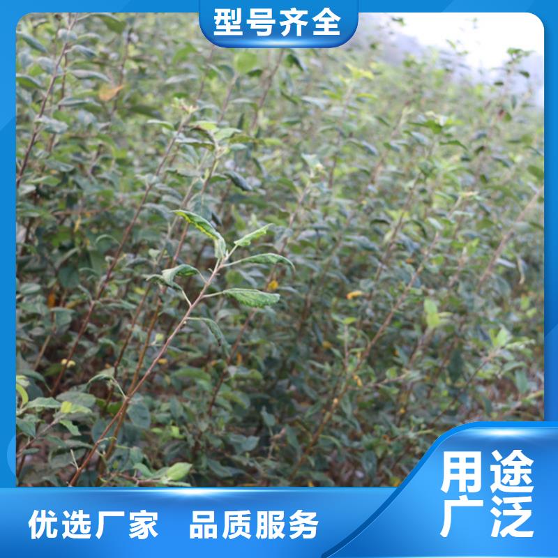 苹果,葡萄苗做工精细