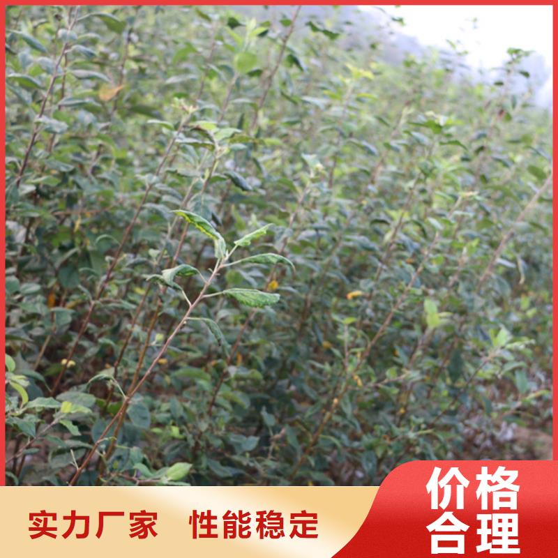 苹果桃树苗卓越品质保障