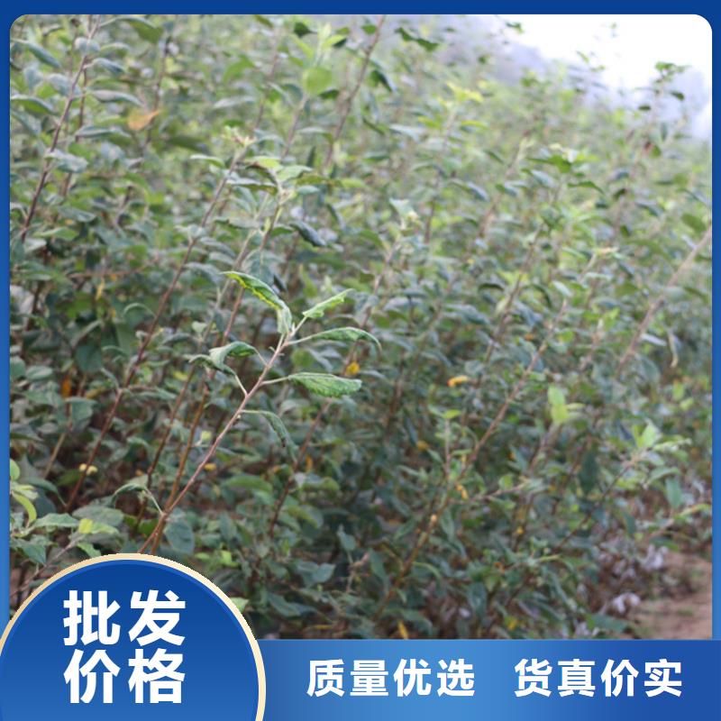 蘋果桃樹苗產(chǎn)地貨源