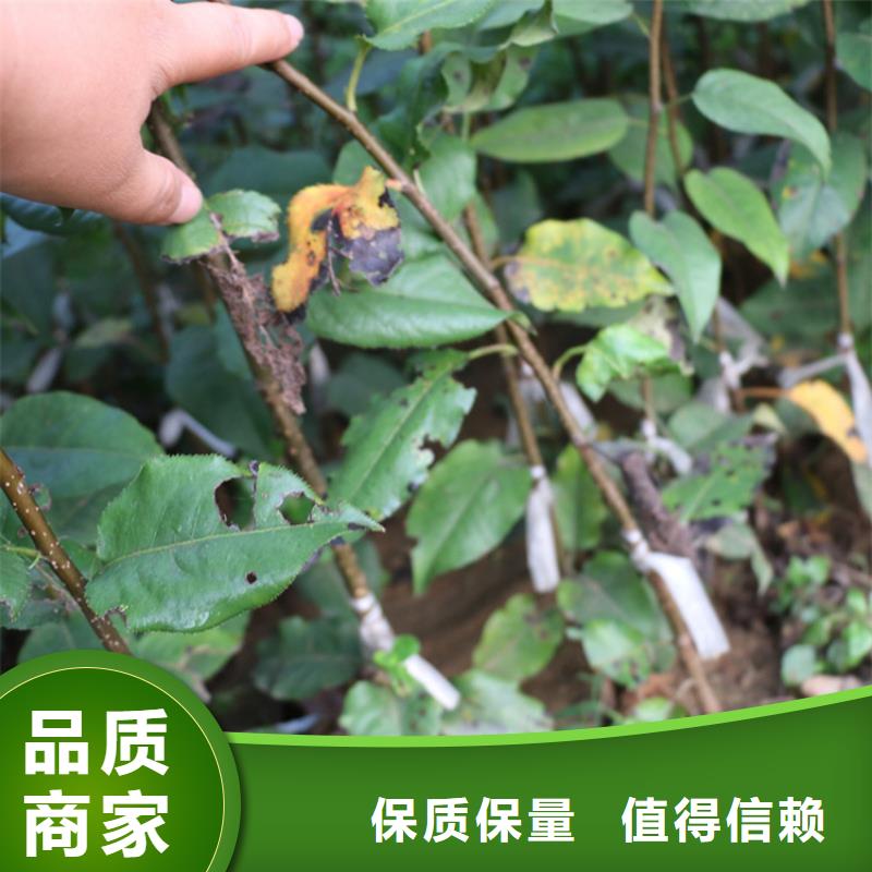 苹果,葡萄苗做工精细