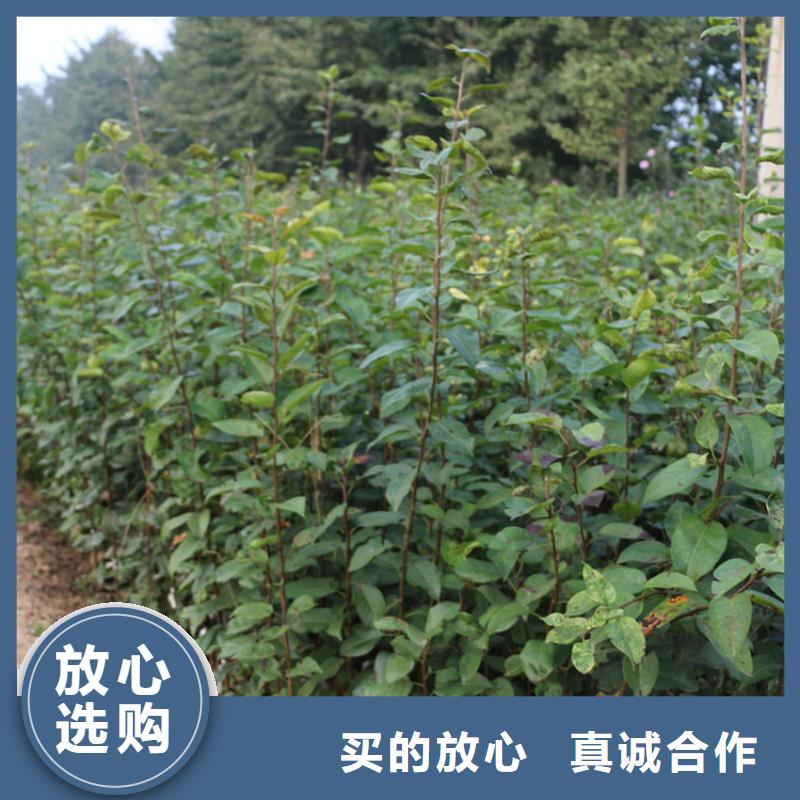苹果桃树苗定制批发
