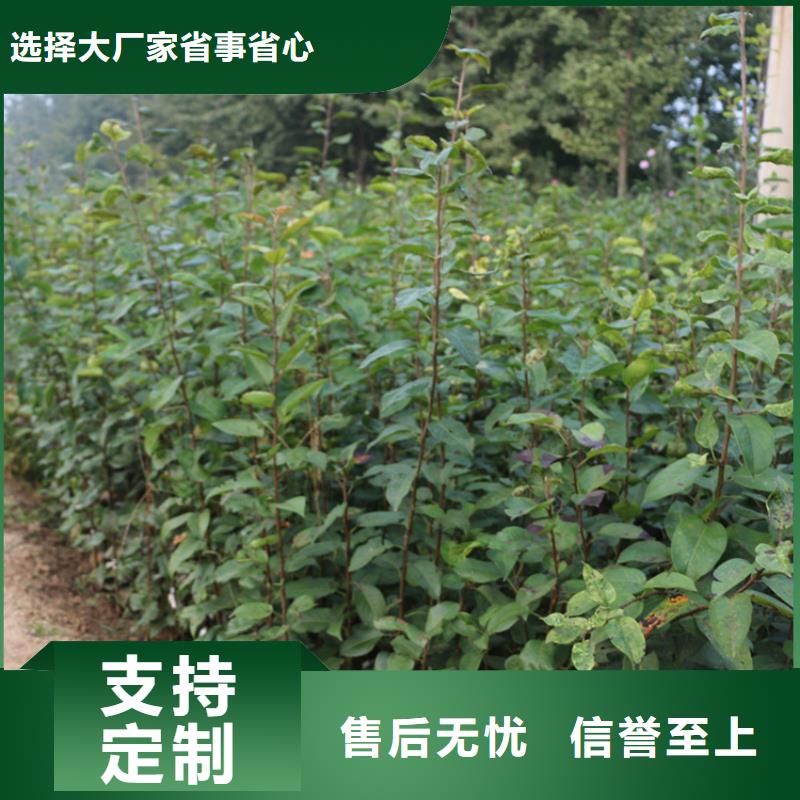 苹果桃树苗定制批发