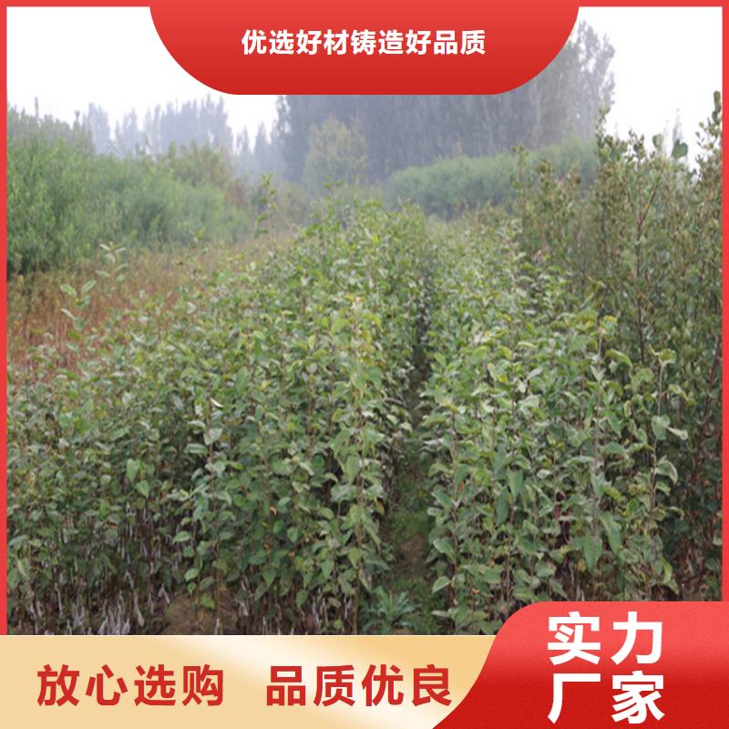 【苹果】,苹果苗实力商家供货稳定