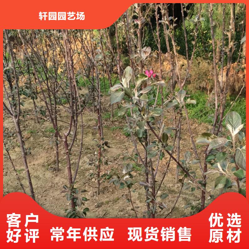 蘋(píng)果蘋(píng)果苗做工細(xì)致