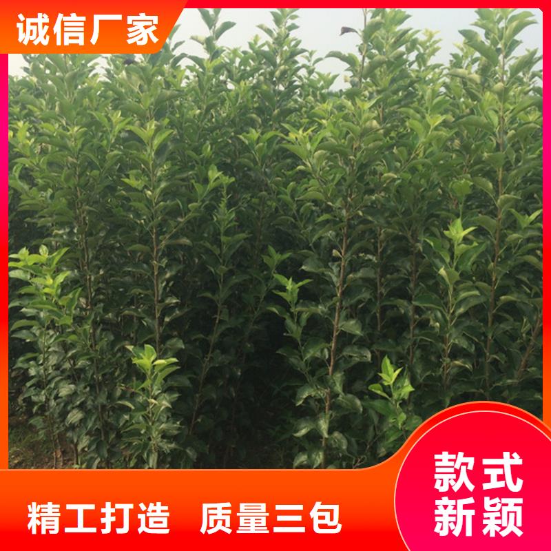 苹果,葡萄苗做工精细