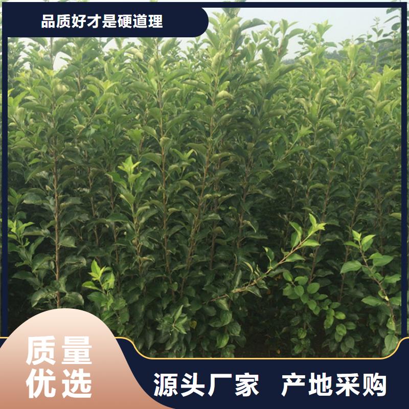 梨树苗视频-梨树苗-山西省阳泉市平定|盂县|大同|太原|晋中|朔州|临汾|晋城【同城】厂家