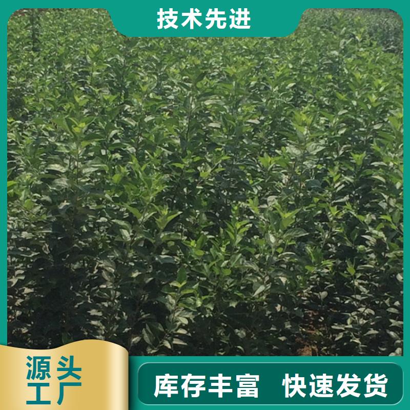 蘋果,櫻桃苗服務(wù)周到