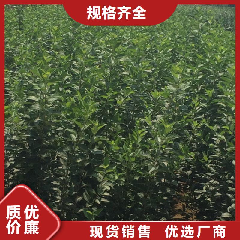 蘋果桃樹苗產(chǎn)地貨源