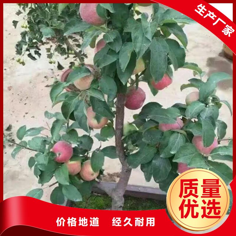 苹果,葡萄苗做工精细