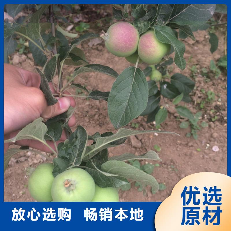 蘋(píng)果蘋(píng)果苗做工細(xì)致
