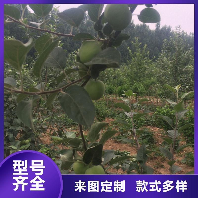 蘋(píng)果蘋(píng)果苗做工細(xì)致