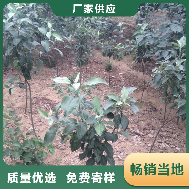 蘋(píng)果蘋(píng)果苗做工細(xì)致