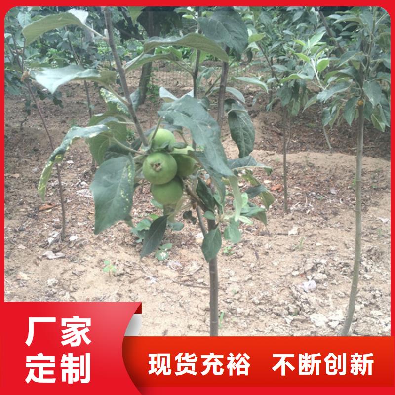 苹果,葡萄苗做工精细