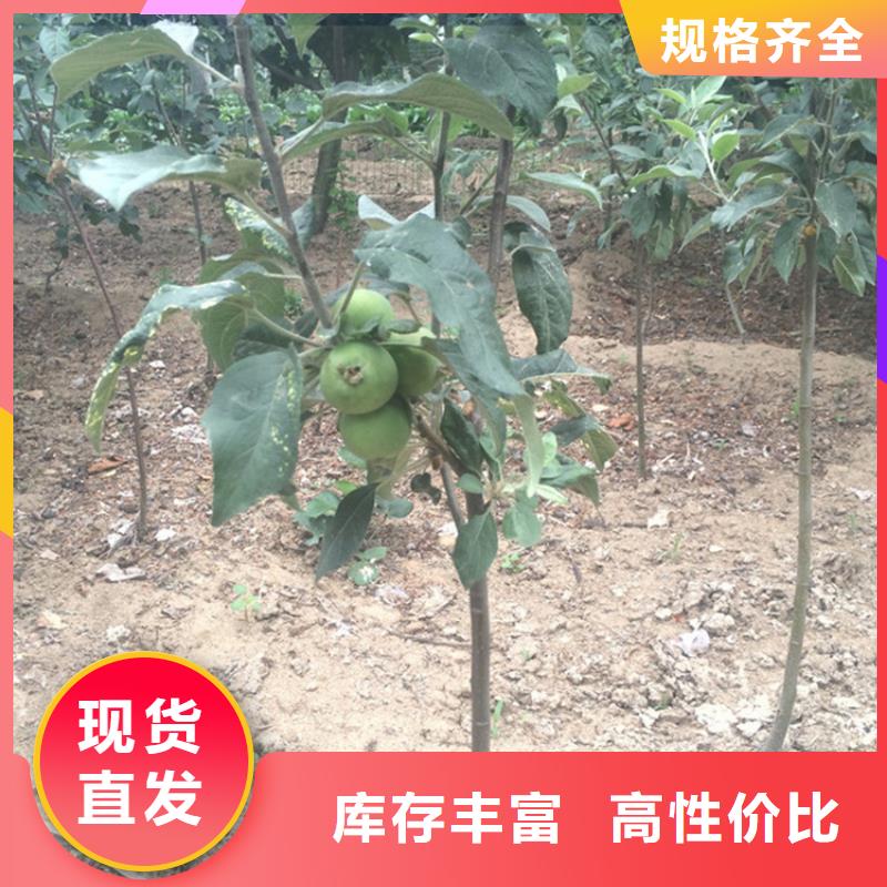 苹果樱桃苗品类齐全