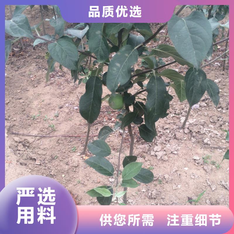 苹果樱桃苗品类齐全