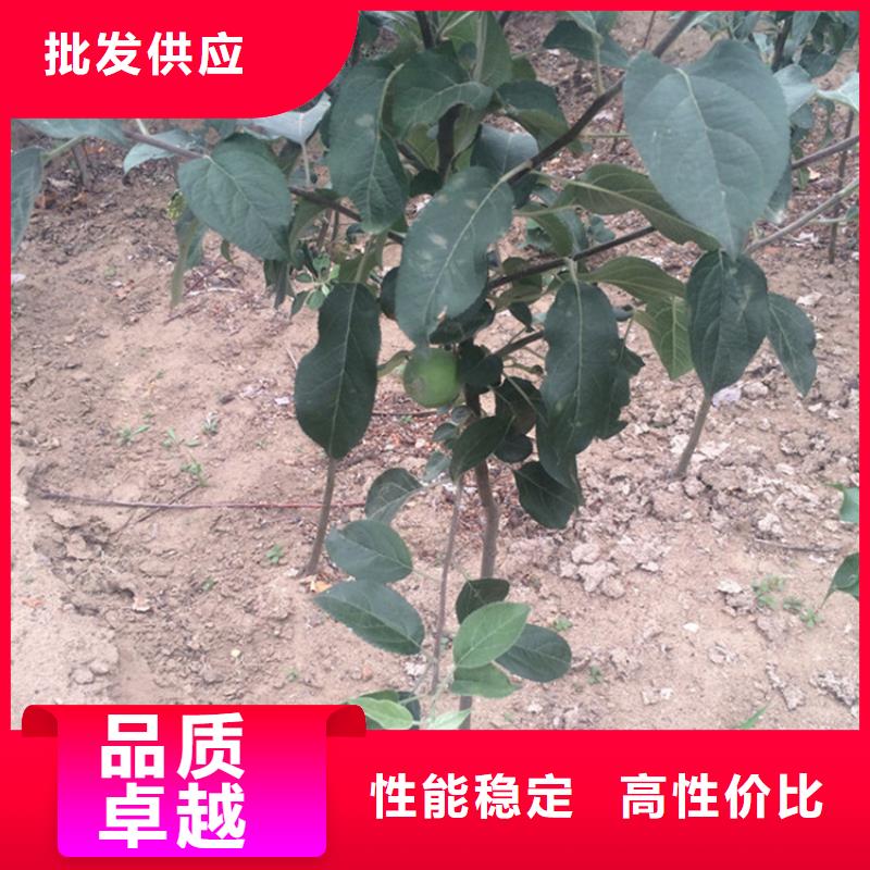 蘋果桃樹苗卓越品質(zhì)保障