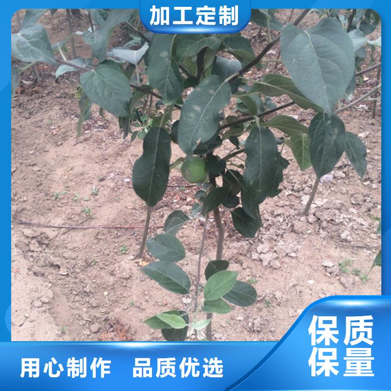 蘋果【獼猴桃苗】貨真價(jià)實(shí)