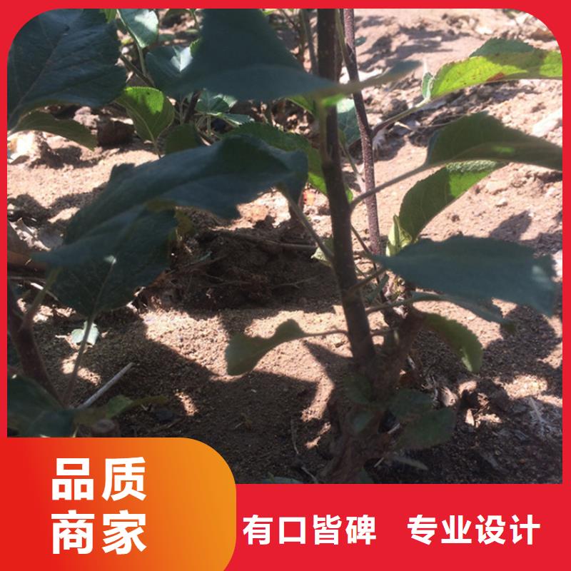 苹果,葡萄苗做工精细