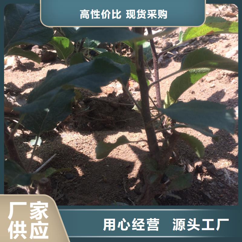 苹果,葡萄苗做工精细