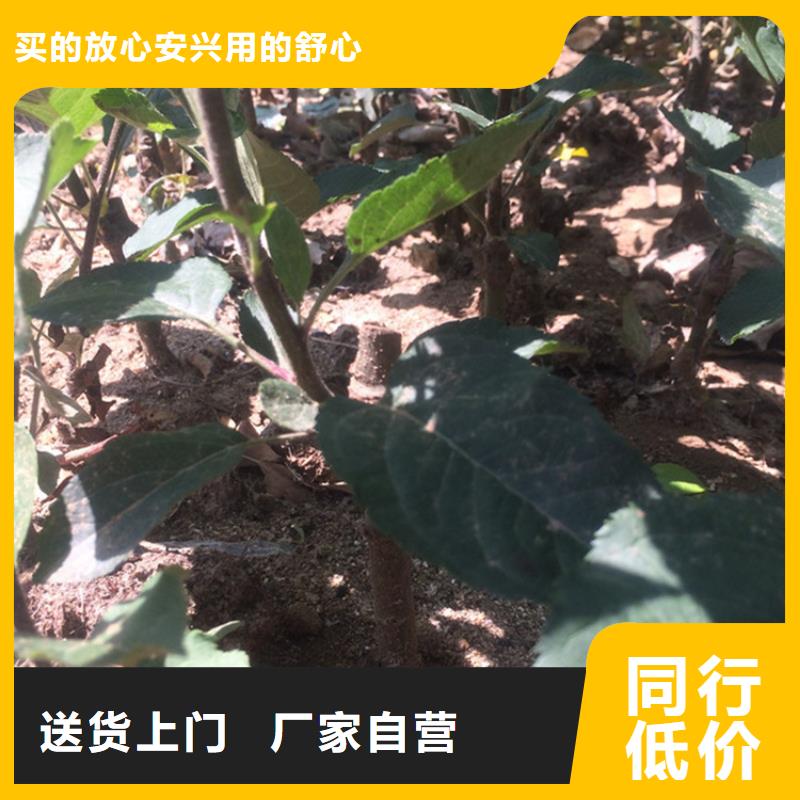 蘋果,櫻桃苗服務(wù)周到