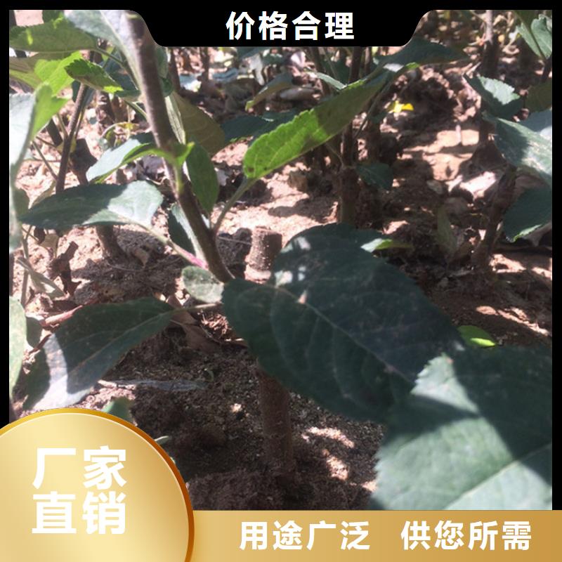苹果樱桃苗品类齐全