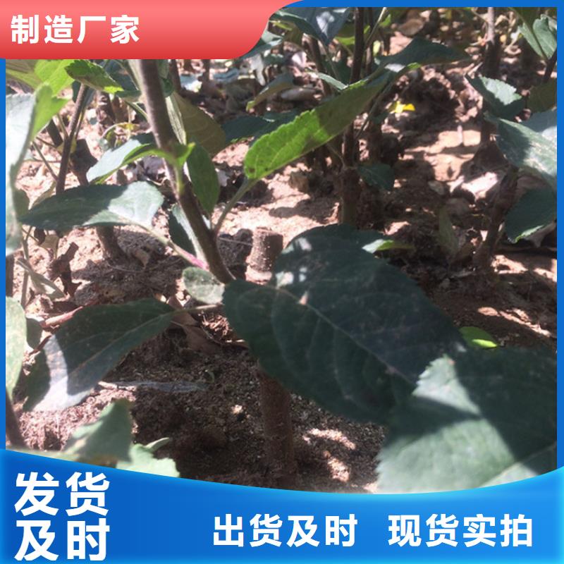 苹果,葡萄苗做工精细