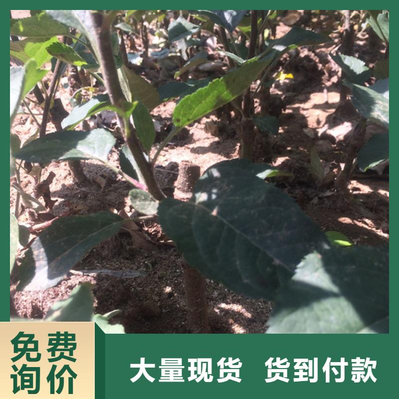 苹果桃树苗卓越品质保障
