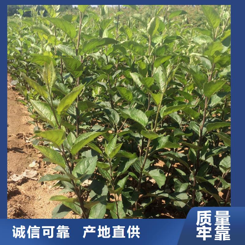 蘋果蘋果苗從源頭保證品質(zhì)