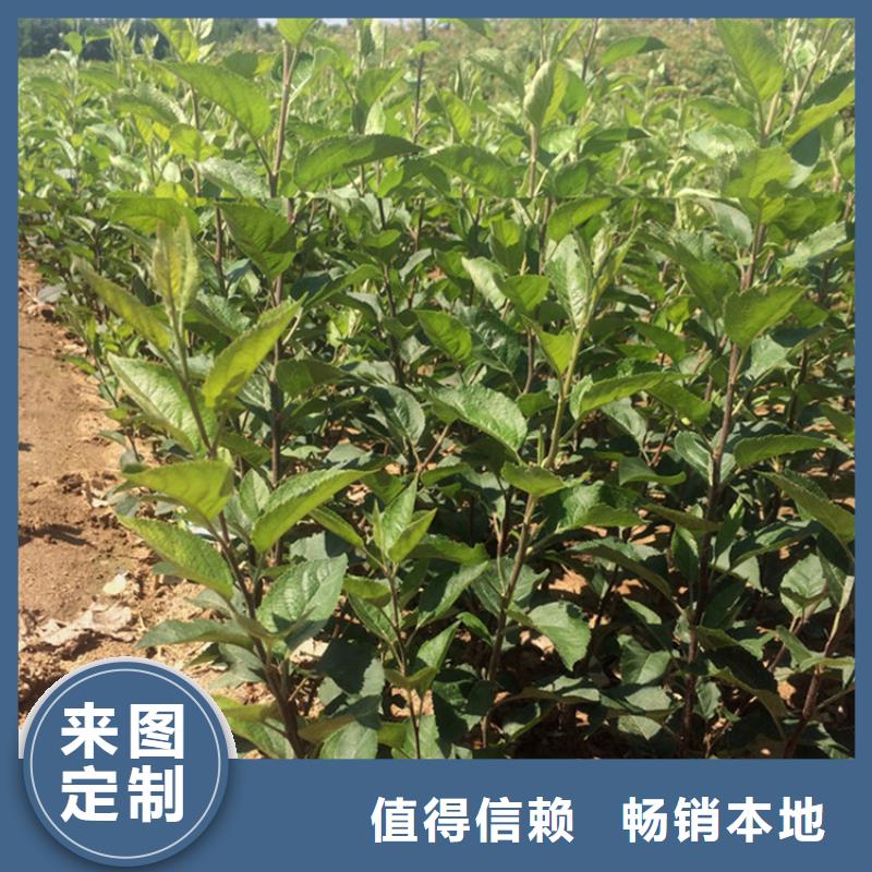 苹果,葡萄苗做工精细