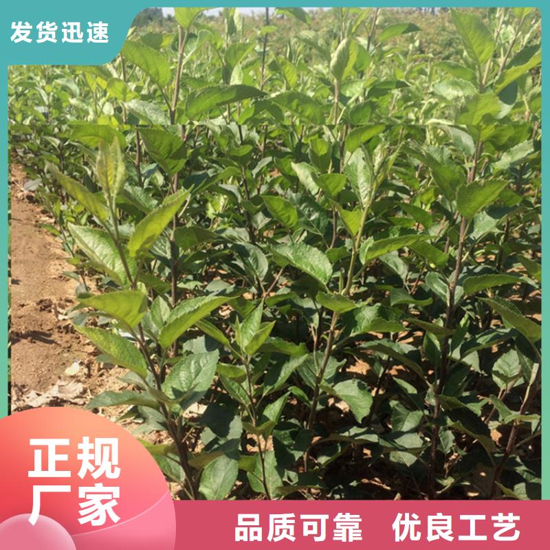 蘋果,櫻桃苗服務(wù)周到