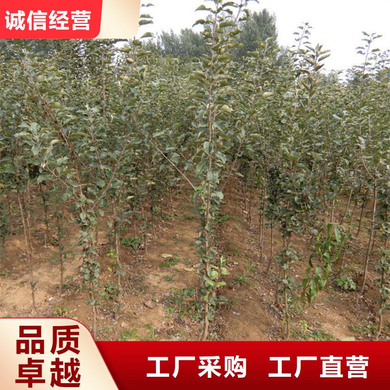 蘋果蘋果苗從源頭保證品質(zhì)