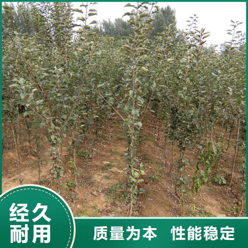 蘋果,櫻桃苗服務(wù)周到