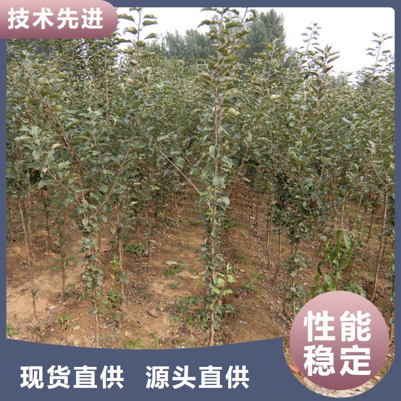 蘋果蘋果苗從源頭保證品質(zhì)