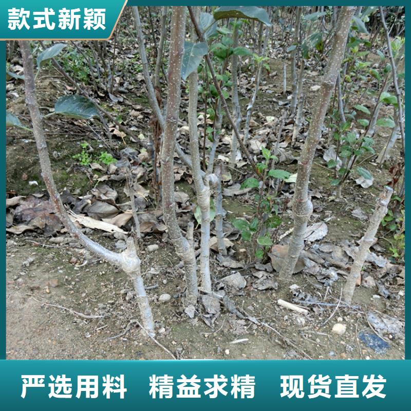 蘋果蘋果苗從源頭保證品質(zhì)