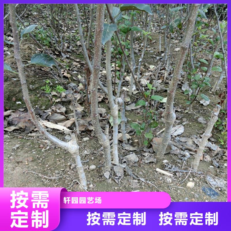 蘋果,櫻桃苗服務(wù)周到
