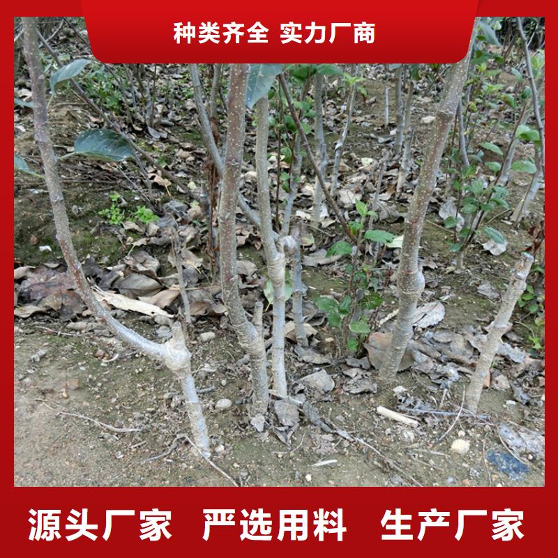 苹果桃树苗定制批发
