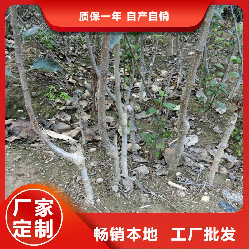 蘋(píng)果蘋(píng)果苗做工細(xì)致