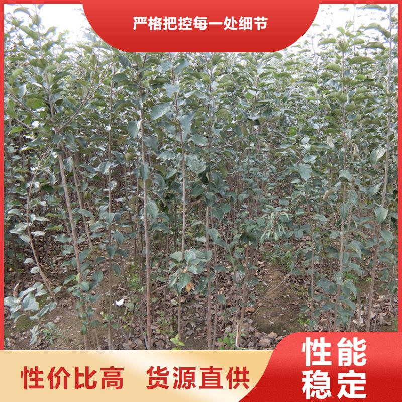 蘋果蘋果苗從源頭保證品質(zhì)