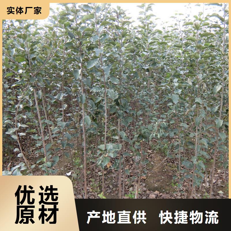 蘋果蘋果苗從源頭保證品質(zhì)