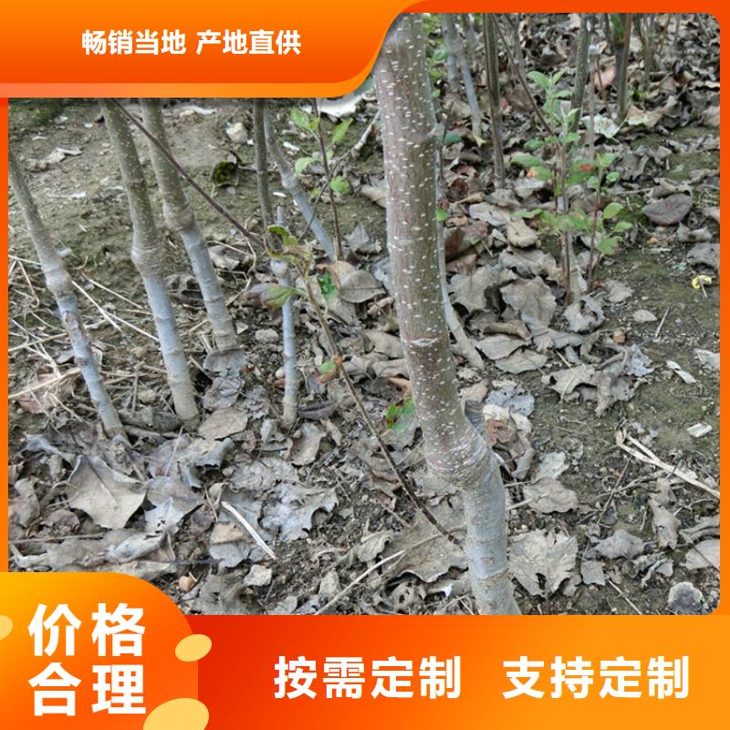 蘋果蘋果苗從源頭保證品質(zhì)