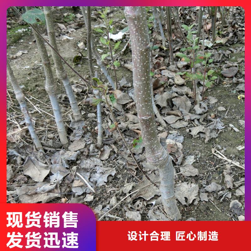 蘋果,櫻桃苗服務(wù)周到